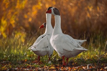 Domestic geese standing in warm autumn light © Víctor Ortega