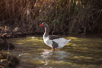Goose standing in shallow water, a peaceful wetland scene © Víctor Ortega