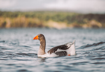 Wild goose swimming in blue lake water © Víctor Ortega