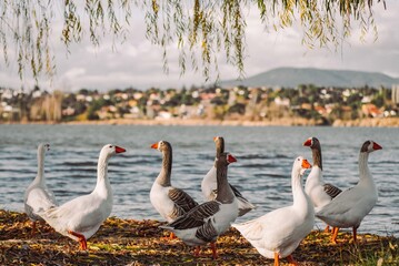 Geese standing on lake shore under willow tree © Víctor Ortega