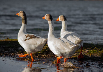 Three domestic geese stepping into water © Víctor Ortega