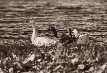 Geese following one another along water's edge © Víctor Ortega