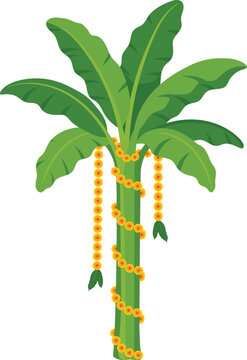 Marigold Garland Decorated Banana Tree For Indian Wedding and Festive Decoration