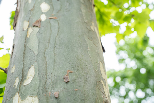 Platanus orientalis, the Oriental plane, or chinar, is a large, deciduous tree in the family Platanaceae. Jinjiang District, Chengdu City, Sichuan Province, China