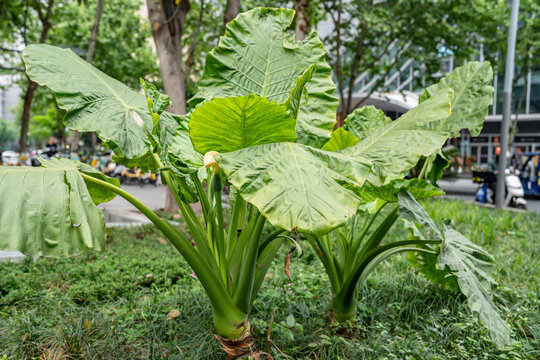 Alocasia odora, also known as night-scented lily, Asian taro or giant upright elephant ear, is a species of flowering plant in the arum family. Jinjiang District, Chengdu City, Sichuan Province, China