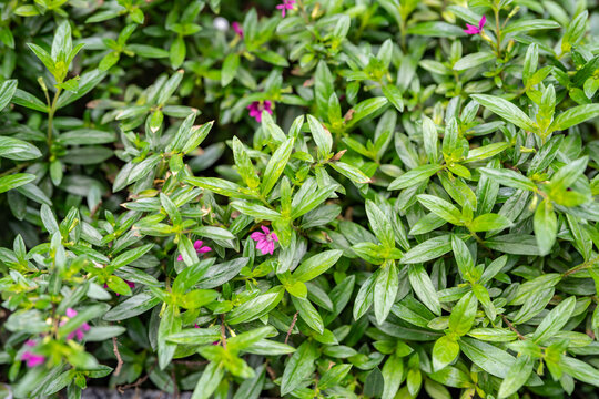 Cuphea hyssopifolia, the false heather, Mexican heather, Hawaiian heather or elfin herb, is a small evergreen shrub. Jinjiang District, Chengdu City, Sichuan Province, China	