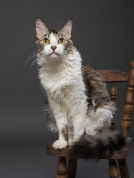 Long Haired Cat Sitting on a Wooden Chair Against Gray Background