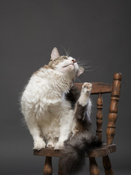 Long Haired Cat Scratching Itself on Rustic Wooden Chair