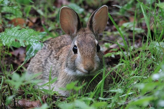 wild rabbits nibbling fresh green grass under canopy