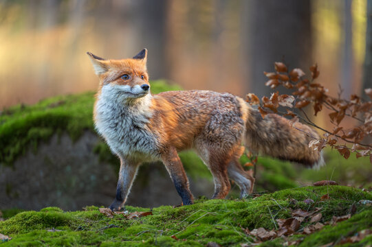 Beautiful red fox Vulpes vulpes standing on a mossy ground in a sunny autumn forest looking back over its shoulder.
