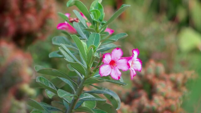 Pink Adenium desert rose plant swaying gently in the wind.
