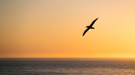 Fototapeta premium Silhouette Seagull in Golden Sunset Over Calm Ocean