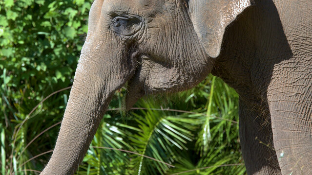 Close Up Profile of an Asian Elephant Chewing in Sunlight