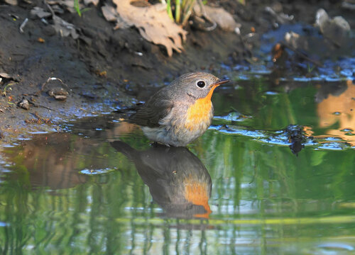 Red-breasted flycatcher male bathing in a forest stream in early summer, Ficedula parva