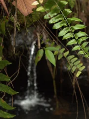 Fotobehang Badkamer Small Tropical Waterfall Flowing Behind Lush Green Fern Fronds  © blueringmedia