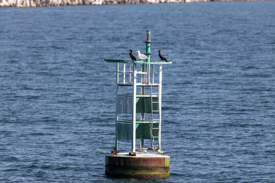 Birds stay on floating buoy.
