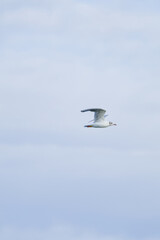 Obraz premium Black-headed gull flying through a soft blue cloudy sky, isolated against the bright background with wings fully extended.