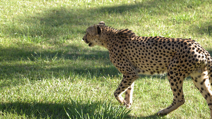 Side Profile of a Cheetah Walking Through a Grassy Field © blueringmedia