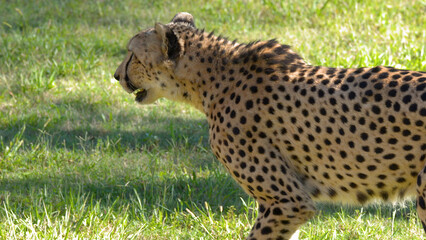 Profile View of a Cheetah Walking Across Green Grass in Sunlight © blueringmedia