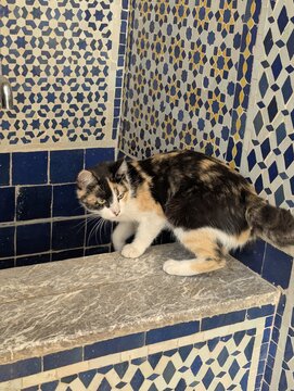 Gato por el Zoco, Marrakech, Marruecos