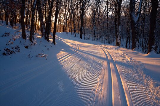 winter forest trail with parallel ski tracks at dawn