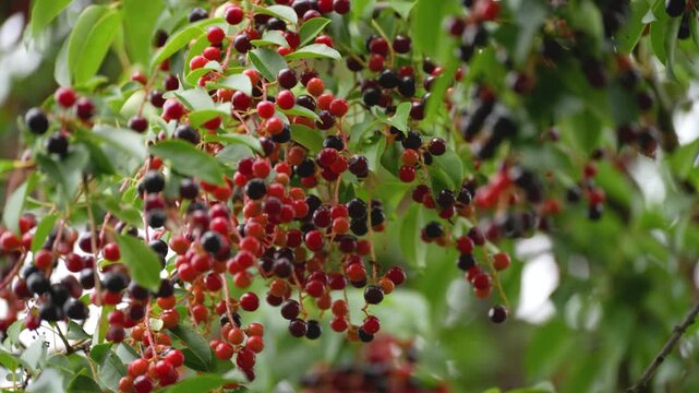 Bird cherries dangling in dense clusters on a branch