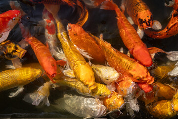Crowded group of colorful orange, yellow, and white koi fish swimming together in a pond. © wannasak