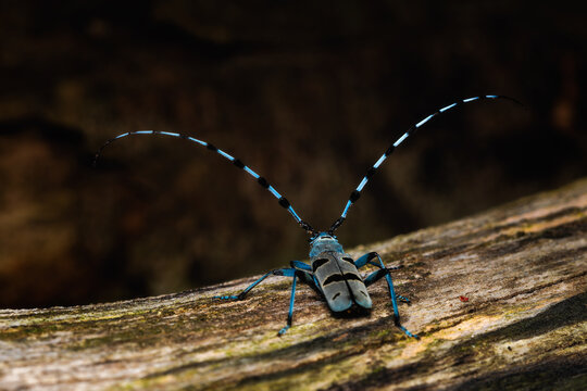 Rosalia Longicorn - Rosalia alpina, large longicorn beetle native to the beech forests with sun exposure in Europe, White Carpathians, Czech Republic.