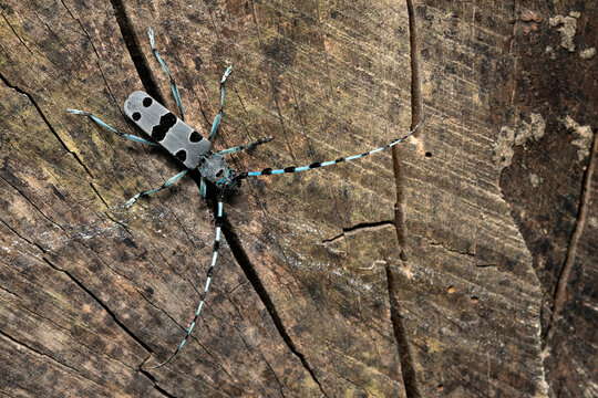 Rosalia Longicorn - Rosalia alpina, large longicorn beetle native to the beech forests with sun exposure in Europe, White Carpathians, Czech Republic.