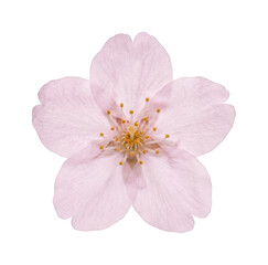 Pink sakura flower cutout on transparent background for spring design © siam