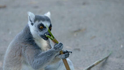 Ring-tailed Lemur Sitting and Eating a Bamboo Branch at Australia Zoo © blueringmedia