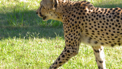 Side Profile of a Cheetah Walking Across Green Grass in Sunlight © blueringmedia