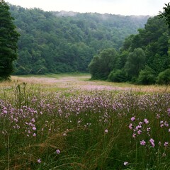 Obraz premium Hungarian meadow along wooded valley with green trees