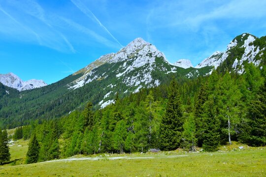Alpine pasture and a conifer spruce and larch forest bellow Vrtača mountain peak at Zelenica in Karavanke mountains, Slovenia