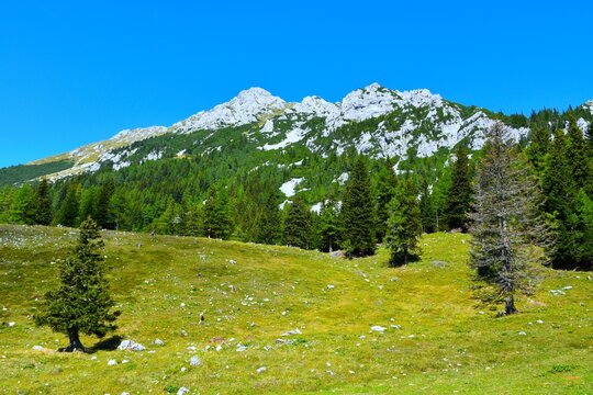 Alpine pasture with conifer spruce trees bellow Vrtača mountain at Zelenica in Karavanke, Gorenjska, Slovenia