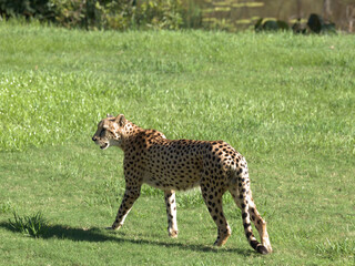 Full Body Profile of a Cheetah Walking Across a Green Meadow © blueringmedia