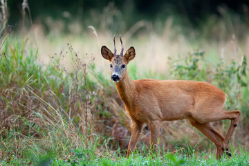 Buck deer in the forest © Janusz
