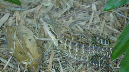 Obraz premium Australian Water Dragon Lizard Resting on Dry Leaf Litter Outdoors