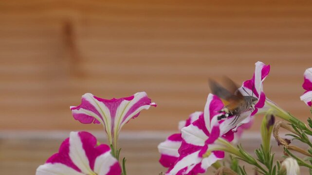 Hummingbird hawk moth hovers beside striped pink petunias while extending its proboscis into flower to feed with long tongue