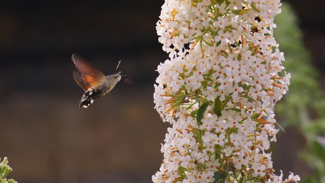 Hummingbird hawk moth hovers beside dense white blossoms while feeding on flower nectar, fast flapping wings to stay still as proboscis extends
