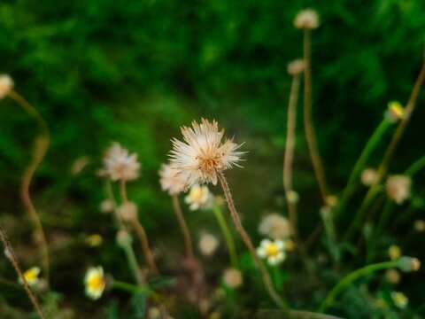 Small wildflower tridax procumbens aka coatbuttons, tridax daisy featuring delicate white petals ray florets surrounding a vibrant yellow center. Rises on a slender, hairy or fuzzy green stem.
