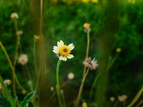Small wildflower tridax procumbens aka coatbuttons, tridax daisy featuring delicate white petals ray florets surrounding a vibrant yellow center. Rises on a slender, hairy or fuzzy green stem.