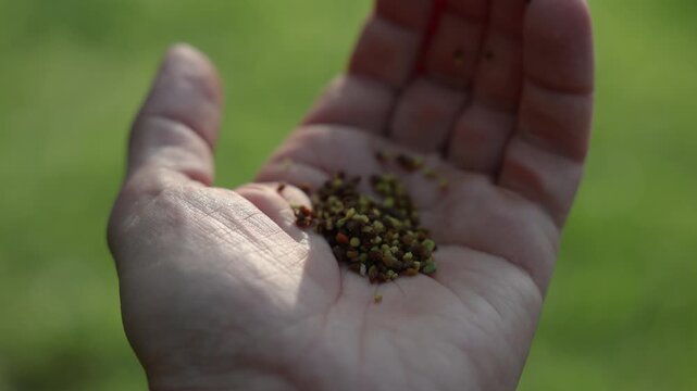 Close-up of multicolored bee pollen granules resting in an open palm outdoors, illuminated by sunlight against a soft green background with copy space