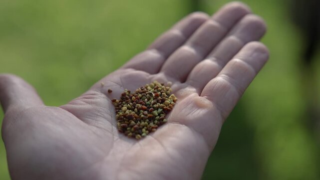 Close-up of multicolored bee pollen granules resting in an open palm outdoors, illuminated by sunlight against a soft green background with copy space