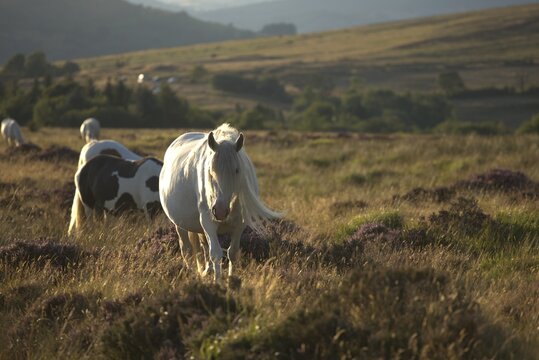 white semi-wild cobs roaming the Welsh hills at sunset