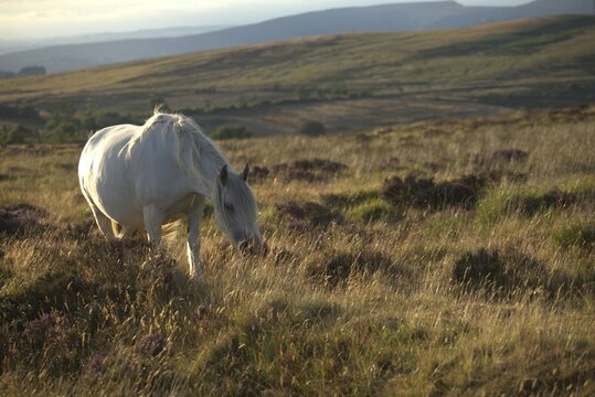 white semi-wild cobs roaming the Welsh hills at sunset