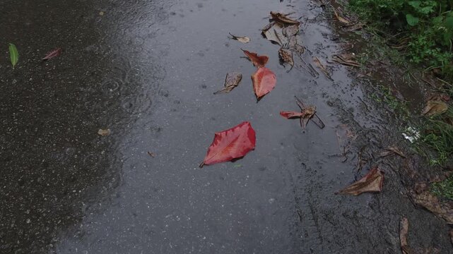 Establishing shot of a wet road with puddles of standing water with autumn brown foliage as the rain falls