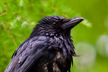 Corvus corbeau © Raymond