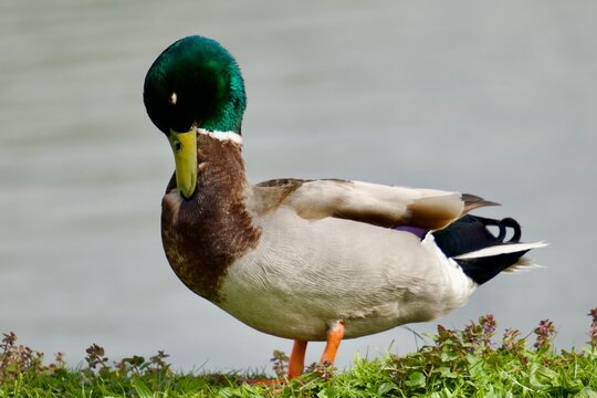 Colvert