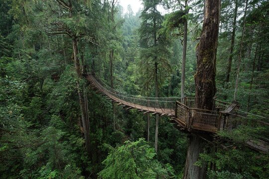 rainforest sky bridge connecting giant trees